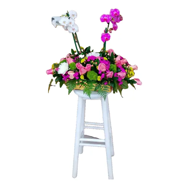 Orquídea Real